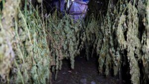 Desmantelan dos plantaciones con más de 5,000 plantas de marihuana zonas montañosas de Azua